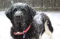 Millie, a female Newfoundland for sale in Brundidge, AL – Photo 7 of 7
