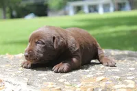 Brook, a female Labrador Retriever for sale in Brundidge, AL – 4 of 5
