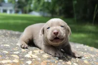 Bliss, a female Labrador Retriever for sale in Brundidge, AL – 2 of 6