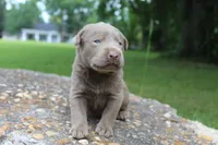 Asher, a male Labrador Retriever for sale in Brundidge, AL – 3 of 3