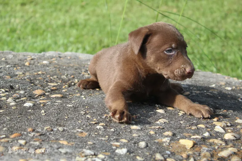 Ace – Labrador Retriever puppy for sale in Brundidge, AL