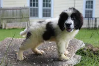 Bruce, a male Newfoundland for sale in Brundidge, AL – 2 of 8