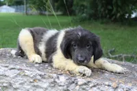 Kona, a female Newfoundland for sale in Brundidge, AL – 5 of 5