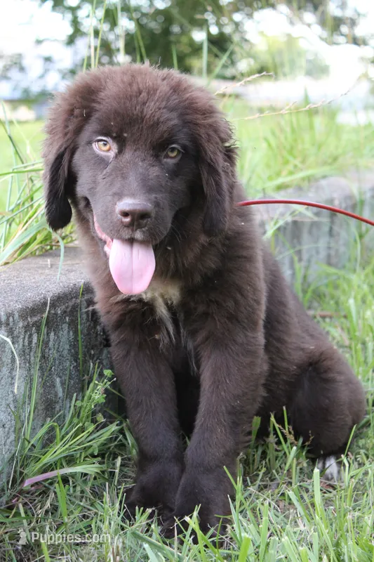 Lady – Newfoundland puppy for sale in Brundidge, AL