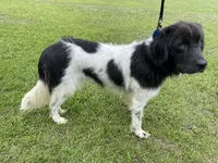Sweet Pea, a female Newfoundland for sale in Brundidge, AL – 2 of 4