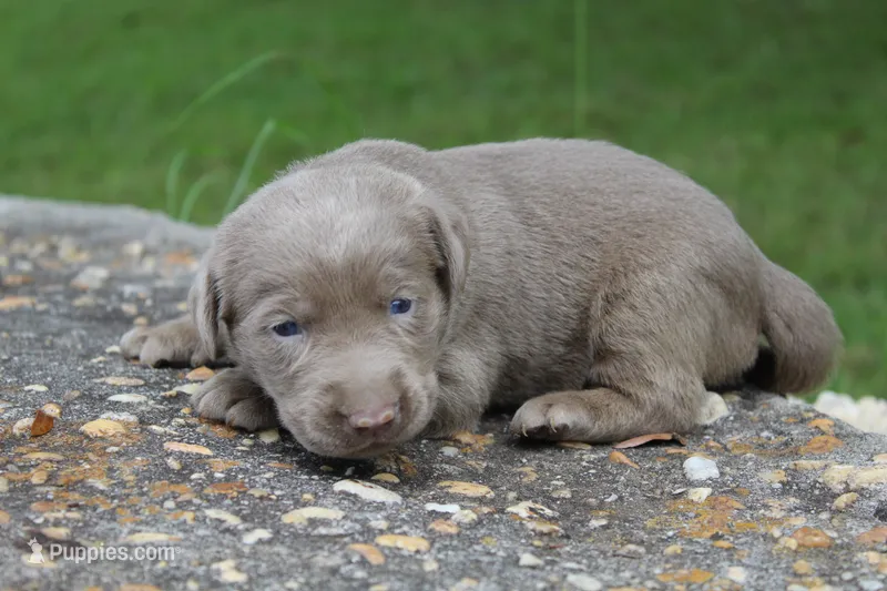Alley – Labrador Retriever puppy for sale in Brundidge, AL