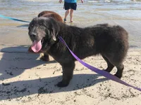 Stormy, a female Newfoundland for sale in Brundidge, AL – Photo 2 of 2