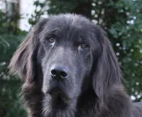 Stormy, a female Newfoundland for sale in Brundidge, AL – Photo 1 of 2
