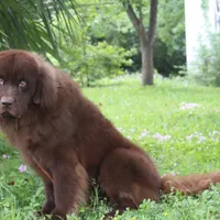 Titan, a male Newfoundland for sale in Brundidge, AL – Photo 2 of 3