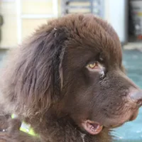 Titan, a male Newfoundland for sale in Brundidge, AL – Photo 1 of 3