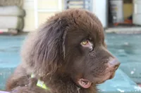 Titan, a male Newfoundland for sale in Brundidge, AL – Photo 1 of 3