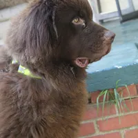 Titan, a male Newfoundland for sale in Brundidge, AL – Photo 3 of 3