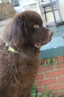 Titan, a male Newfoundland for sale in Brundidge, AL – Photo 3 of 3