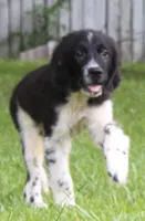 Molly, a female Newfoundland for sale in Brundidge, AL – 3 of 9