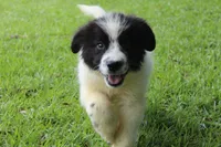 Bruce, a male Newfoundland for sale in Brundidge, AL – 4 of 8