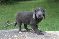 Kettle, a female Newfoundland for sale in Brundidge, AL – 4 of 4