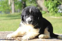 Molly, a female Newfoundland for sale in Brundidge, AL – Photo 1 of 4
