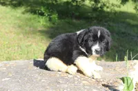 Molly, a female Newfoundland for sale in Brundidge, AL – Photo 2 of 4