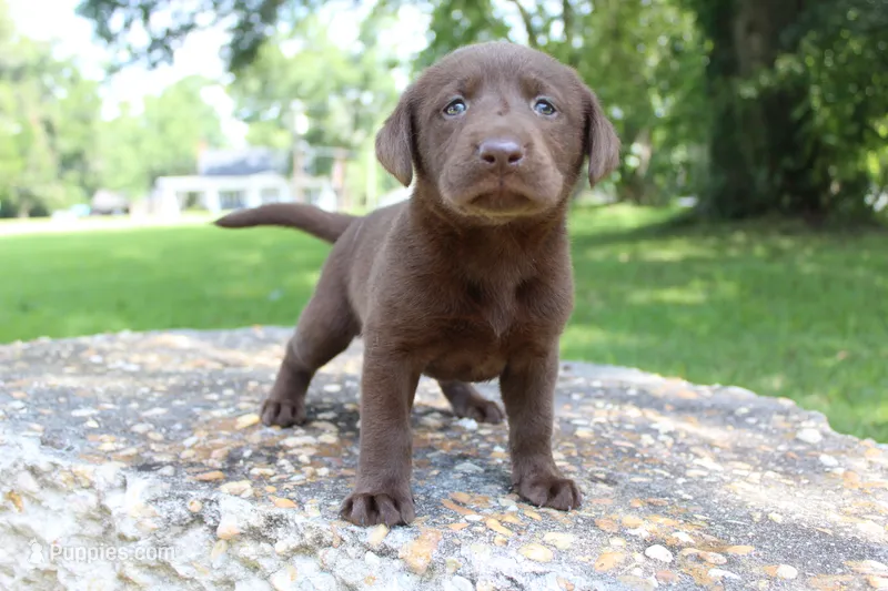 Brook – Labrador Retriever puppy for sale in Brundidge, AL