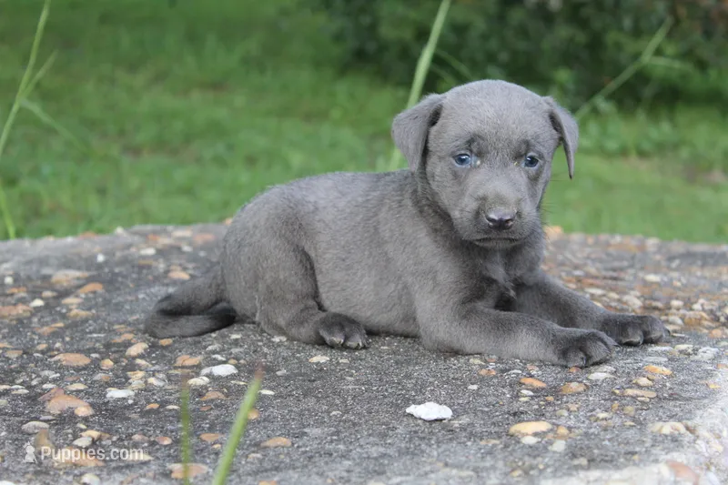 Axel – Labrador Retriever puppy for sale in Brundidge, AL