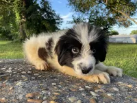 Bruce, a male Newfoundland for sale in Brundidge, AL – 4 of 8