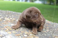Ace, a male Labrador Retriever for sale in Brundidge, AL – 3 of 3