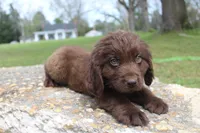 Scout, a male Newfoundland for sale in Brundidge, AL – Photo 5 of 7