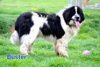 Scout, a male Newfoundland for sale in Brundidge, AL – Photo 1 of 2