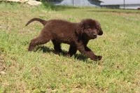 Scout, a male Newfoundland for sale in Brundidge, AL – Photo 4 of 7