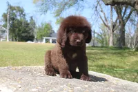 Scout, a male Newfoundland for sale in Brundidge, AL – Photo 3 of 7