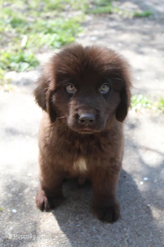 Scout – Newfoundland puppy for sale in Brundidge, AL