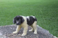 Kane, a male Newfoundland for sale in Brundidge, AL – 3 of 5