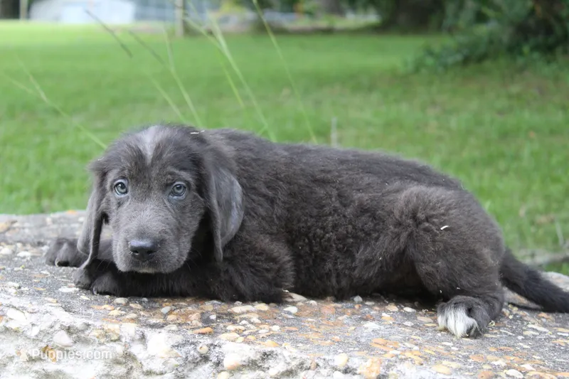 Kettle – Newfoundland puppy for sale in Brundidge, AL