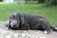 Kettle, a female Newfoundland for sale in Brundidge, AL – 1 of 4