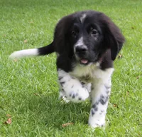 Molly, a female Newfoundland for sale in Brundidge, AL – 4 of 9