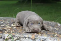 Alley, a female Labrador Retriever for sale in Brundidge, AL – 2 of 4
