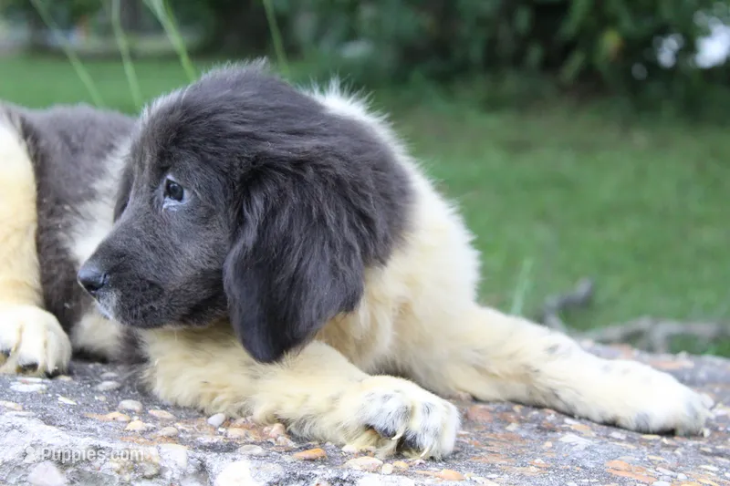 Kona – Newfoundland puppy for sale in Brundidge, AL