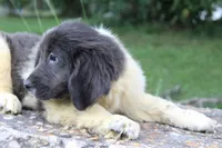 Kona, a female Newfoundland for sale in Brundidge, AL – 1 of 5