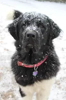 Mavin, a female Newfoundland for sale in Brundidge, AL – Photo 5 of 5