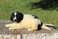 Mavin, a female Newfoundland for sale in Brundidge, AL – Photo 3 of 5