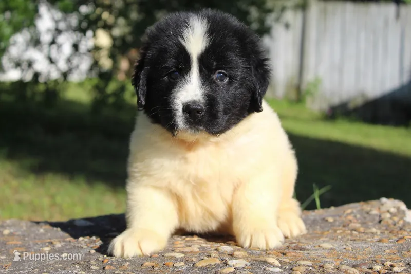 Mavin, a female Newfoundland for sale in Brundidge, AL – Photo 1 of 5