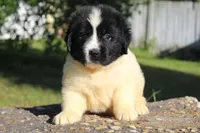 Mavin, a female Newfoundland for sale in Brundidge, AL – Photo 1 of 5