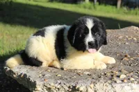 Mavin, a female Newfoundland for sale in Brundidge, AL – Photo 2 of 5