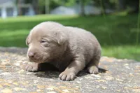 Beau, a male Labrador Retriever for sale in Brundidge, AL – 2 of 5
