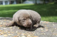 Beau, a male Labrador Retriever for sale in Brundidge, AL – 5 of 5