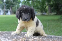 Kona, a female Newfoundland for sale in Brundidge, AL – 3 of 5