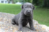 Archie, a male Labrador Retriever for sale in Brundidge, AL – 1 of 3