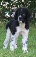 Molly, a female Newfoundland for sale in Brundidge, AL – 2 of 9