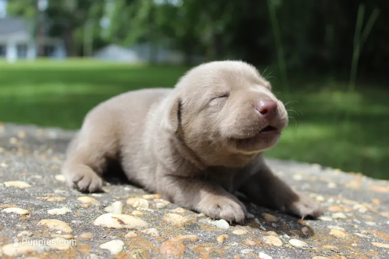 Bliss – Labrador Retriever puppy for sale in Brundidge, AL