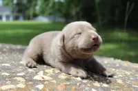 Bliss, a female Labrador Retriever for sale in Brundidge, AL – 1 of 6